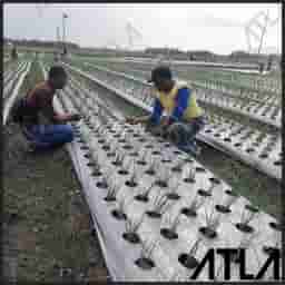 mulsa tembakau produk paling laris dan murah